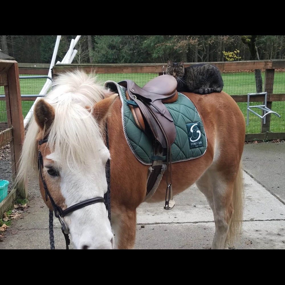 Meet your Posher, Darcey